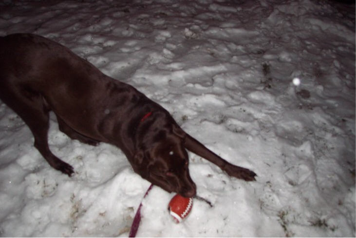Our dog, Tucker, playing in the snow