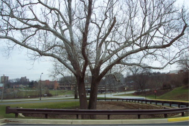 A tree outside my sister's old dorm