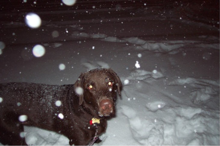 The dog loves the snow.
