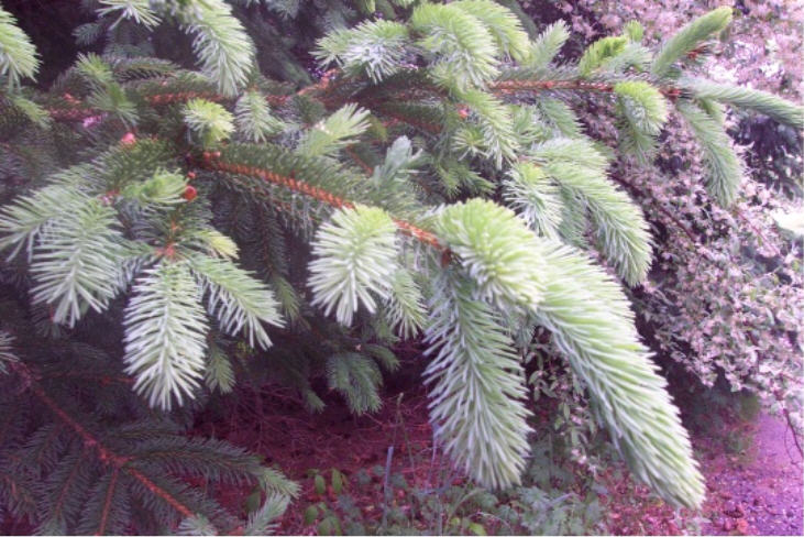 Toftrees