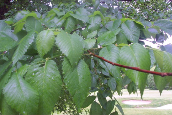 Toftrees