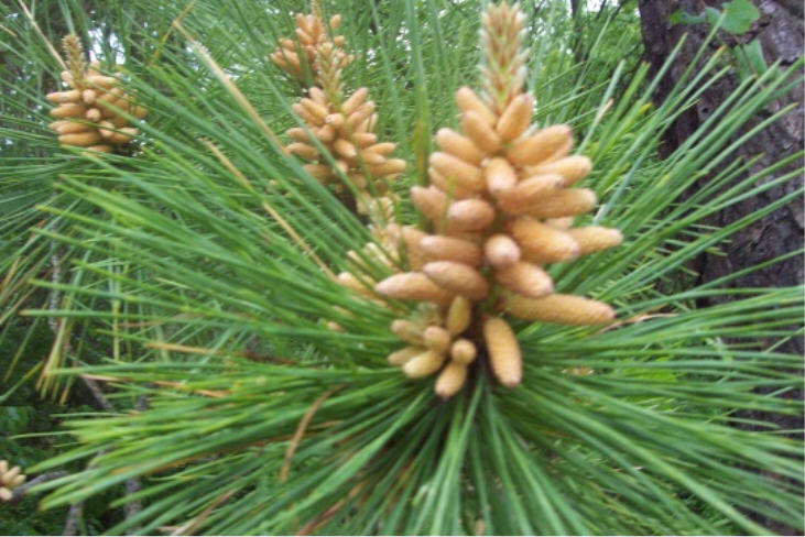 Toftrees