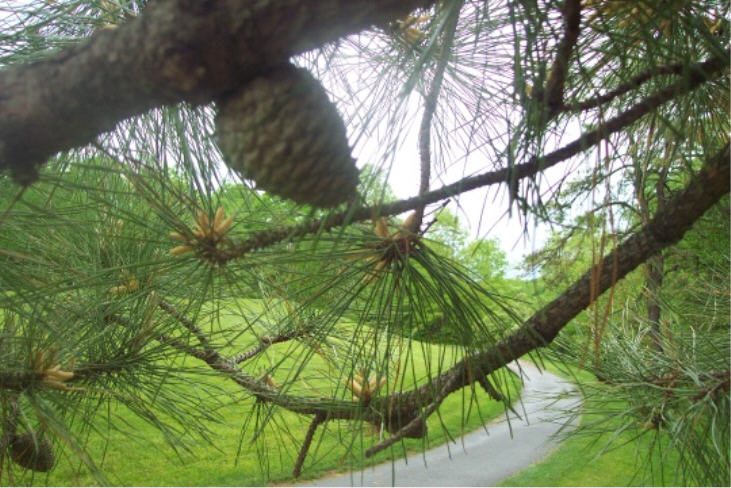 Toftrees