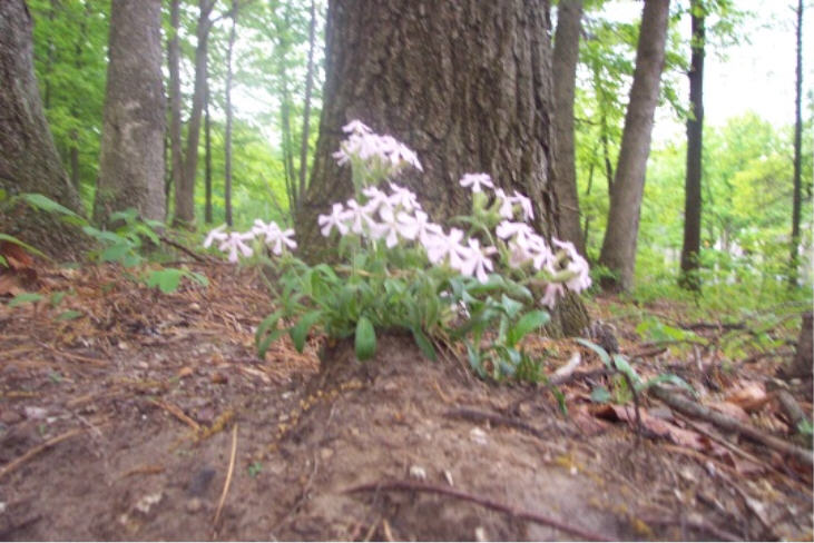 Toftrees