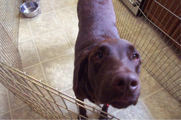 Tucker, our dog