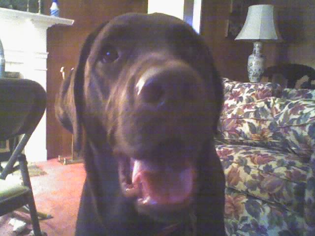 Our dog
